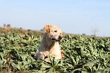 GOLDEN RETRIEVER 194